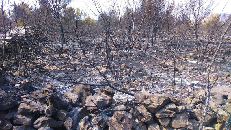 Далмација - пустош након пожара  (Фото:twitter.com/VicevicNovaTV)