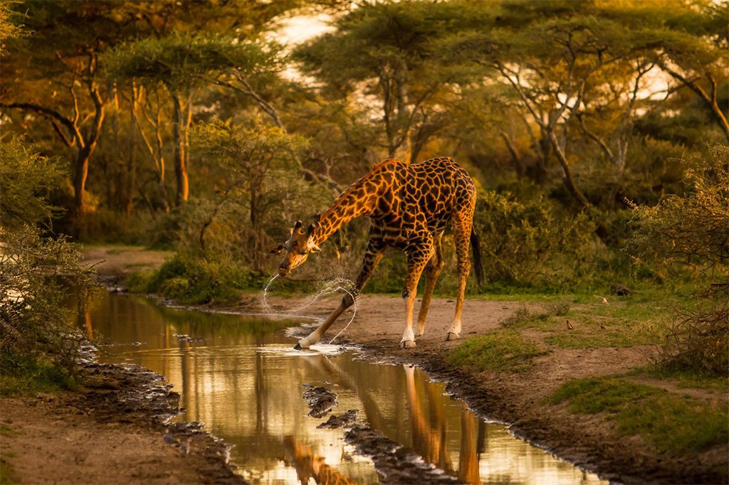 Игра жирафе на води (Фото: Natinal geographic / Andrew D.)