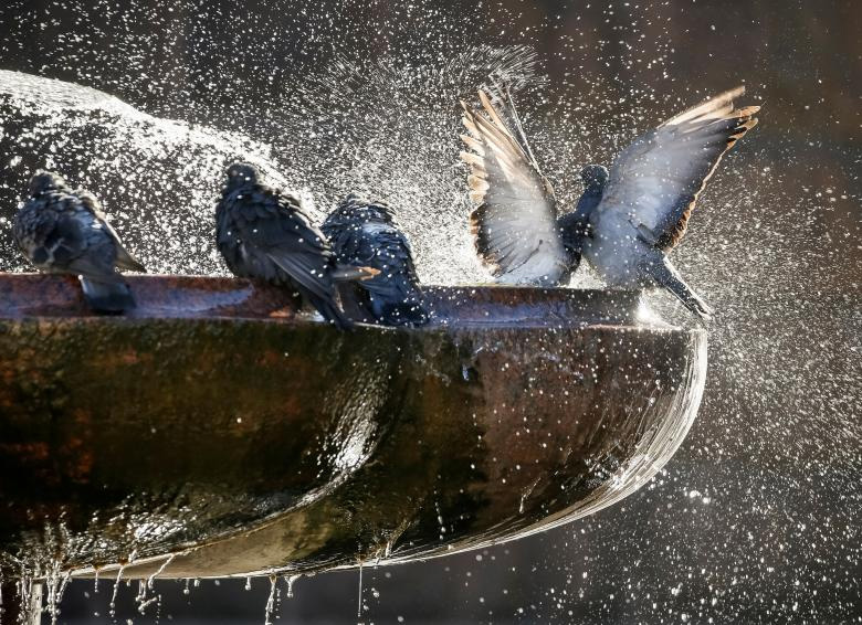 Купање голубова у фонтани у Кијеву, Украјина (Фото: REUTERS/Gleb Garanich)